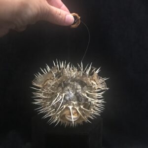 Hanging puffer fish specimen