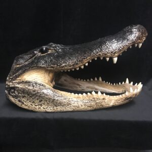 Genuine alligator head