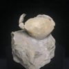 fossilized crab from Italy