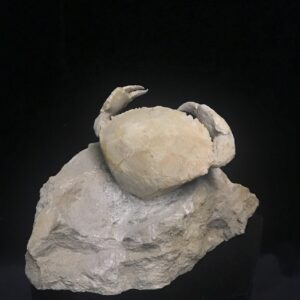 fossilized crab from Italy