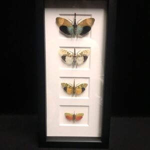 Assorted lantern fly frame