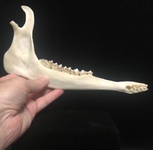 deer jawbone, real bone