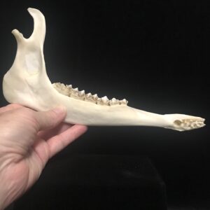 deer jawbone, real bone