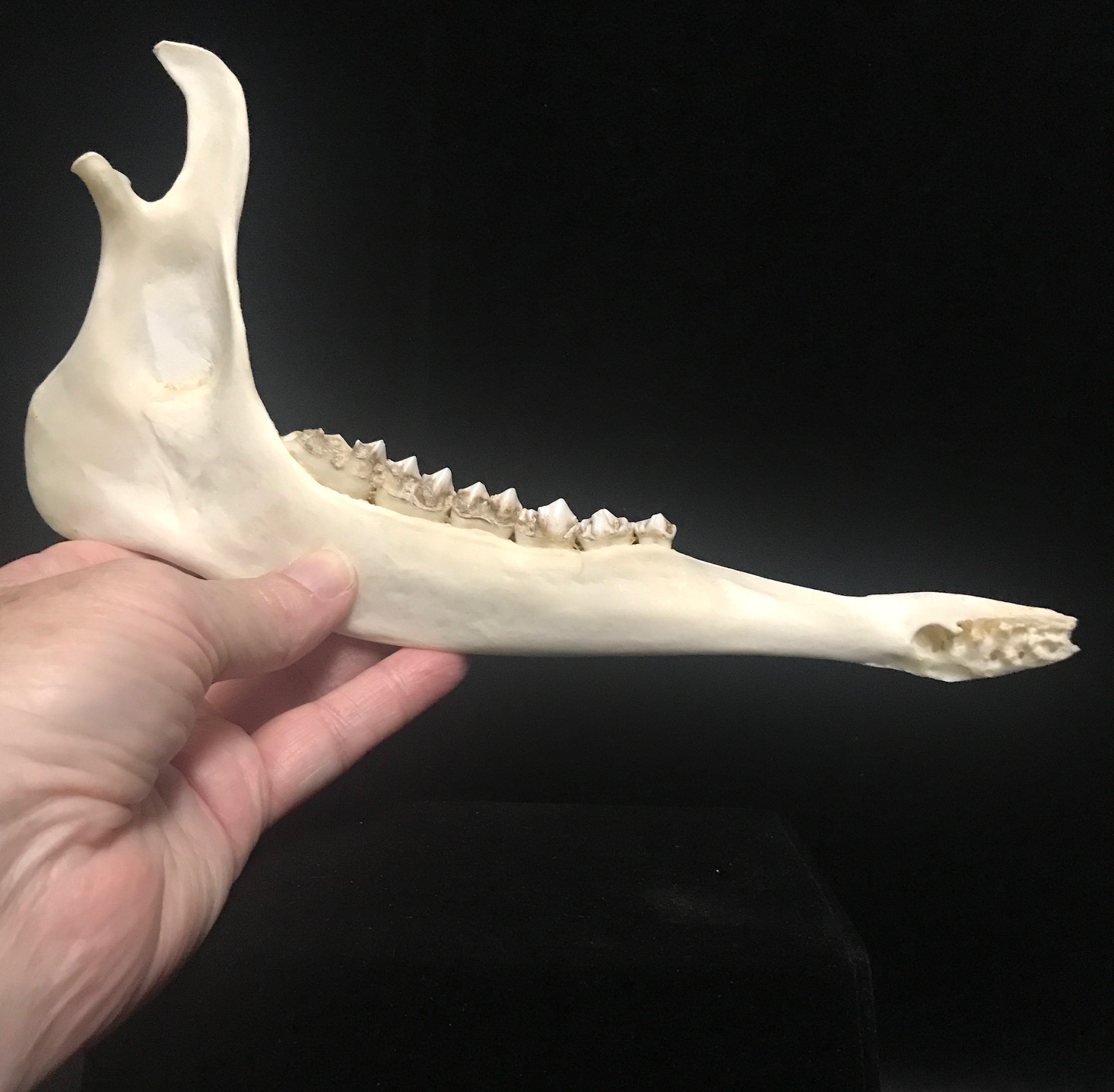 Genuine deer jawbones, available for purchase at natur