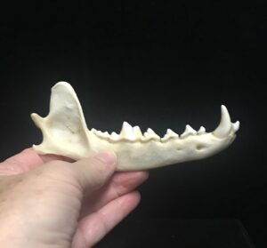genuine coyote jaw bone