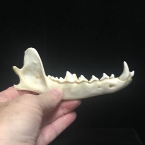 genuine coyote jaw bone