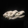 hedgehog skull, real bone