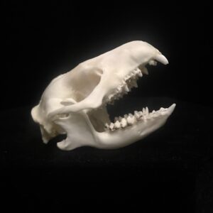 hedgehog skull, real bone