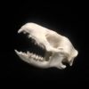 hedgehog skull, real bone