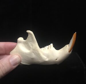 Genuine Porcupine jaw bone