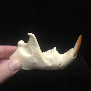 Genuine Porcupine jaw bone