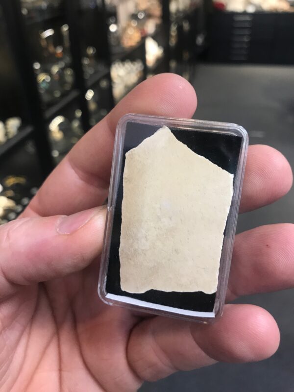 Eleohant bird eggshell fragment