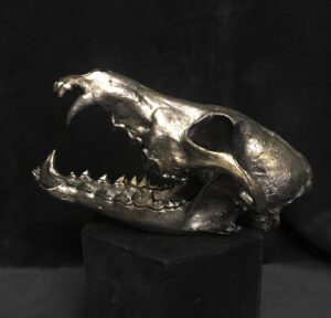 hand painted coyote skull