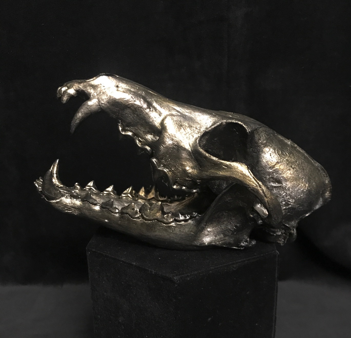 Hand painted coyote skull