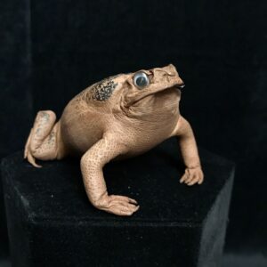 Taxidermy cane toad specimen