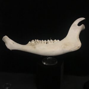 bison jaw real bone