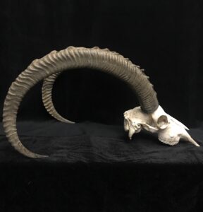 Ibex skull amazing horns