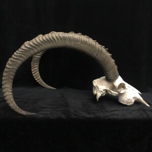 Ibex skull amazing horns