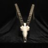 Ibex skull amazing horns