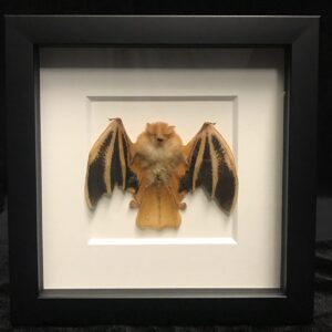 Framed folded fire bat