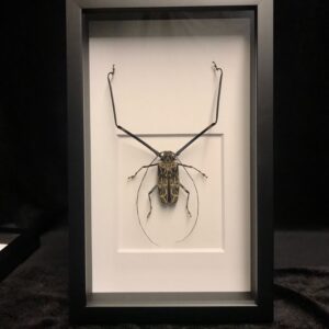 Harlequin beetle in frame