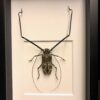 Harlequin beetle in frame