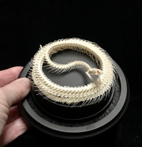 coiled snake skeleton dome