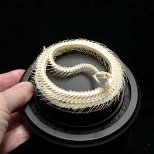 coiled snake skeleton dome