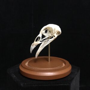 pheasant skull in dome