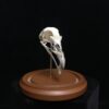 pheasant skull in dome
