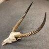 waterbuck skull real bone