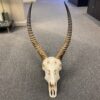 waterbuck skull real bone