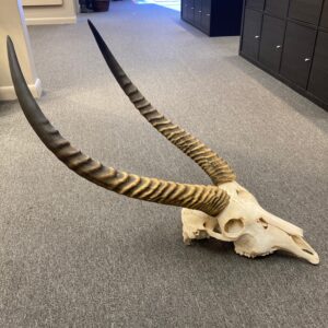 waterbuck skull real bone