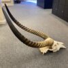 waterbuck skull real bone