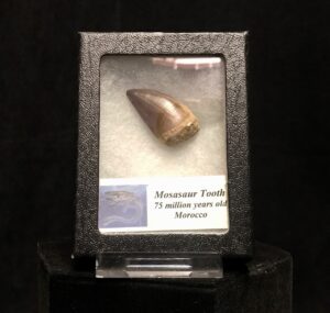 genuine Mosasaur tooth mount