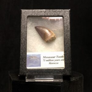 genuine Mosasaur tooth mount