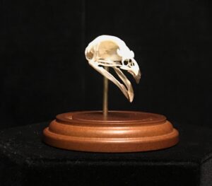 Quail skull in dome