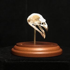 Quail skull in dome