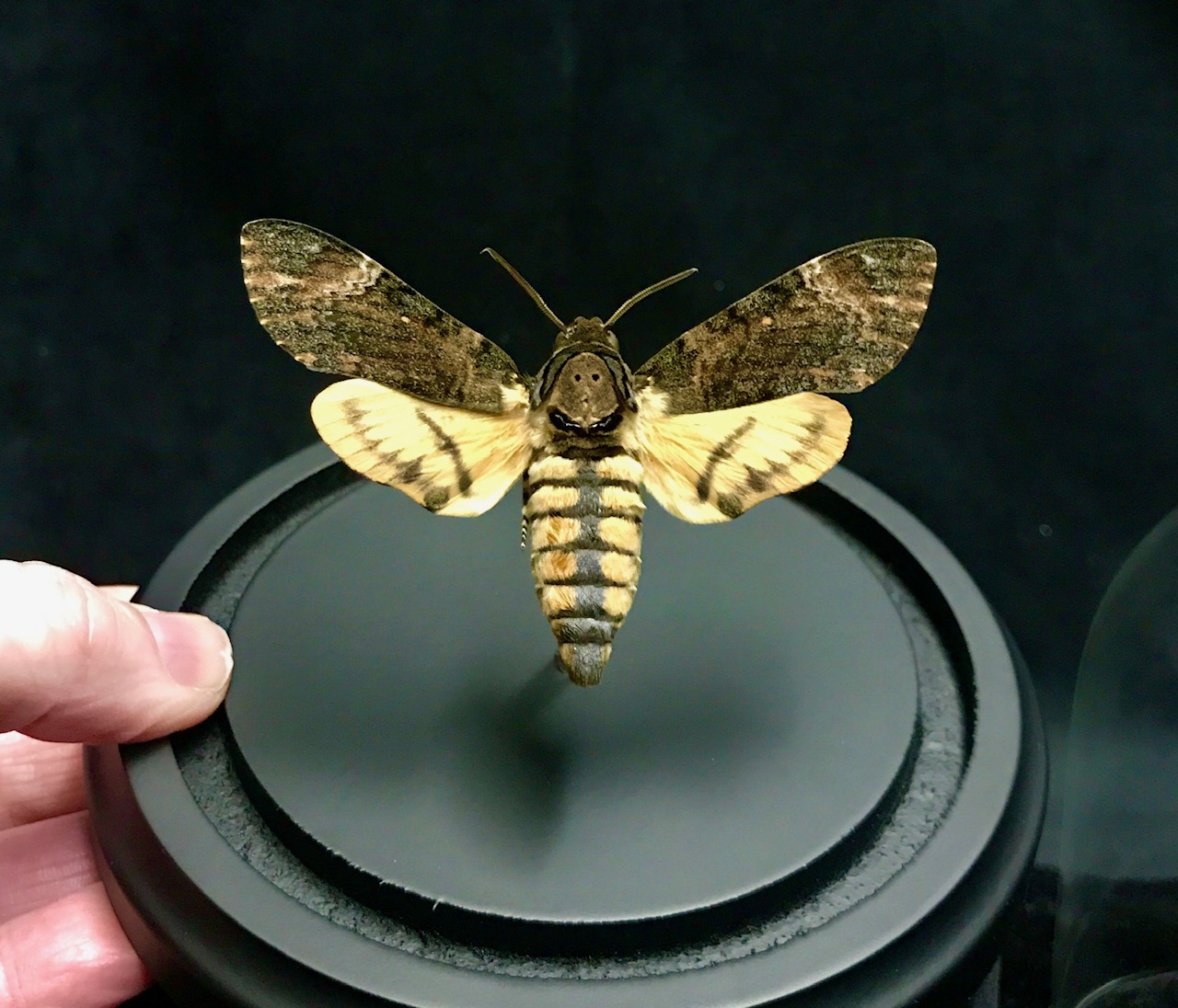 Intriguing deaths head moth, spread and mounted in a glass dome