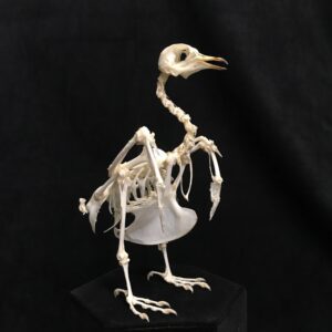 Pigeon skeleton real bone