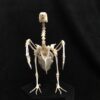 Pigeon skeleton real bone