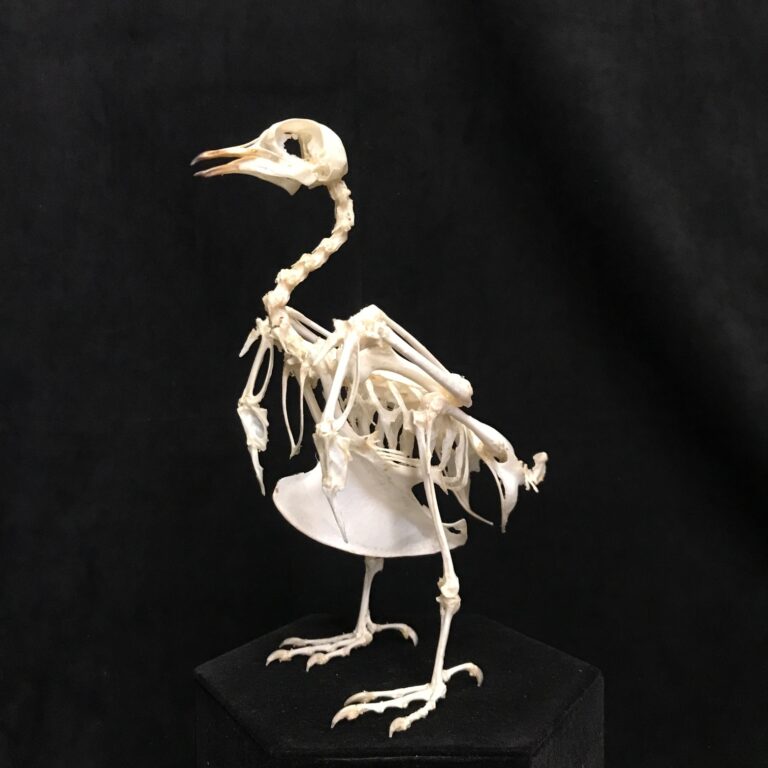 Domestic Pigeon Skeleton, real bone, available at natur