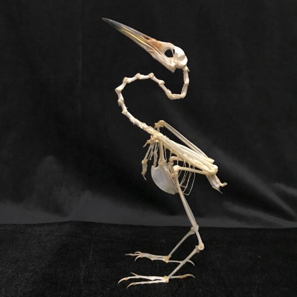 Elegant Javan Pond Heron Skeleton, available for purchase at natur