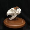 cat skull with butterfly