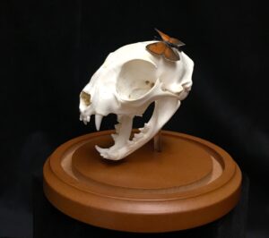 cat skull with butterfly