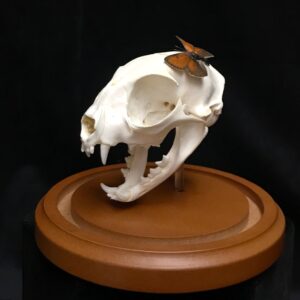 cat skull with butterfly