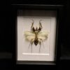Devil's mantis in frame