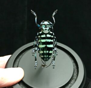 domed striped longhorn beetle