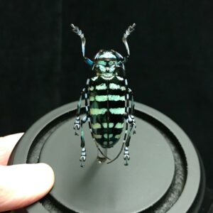 domed striped longhorn beetle