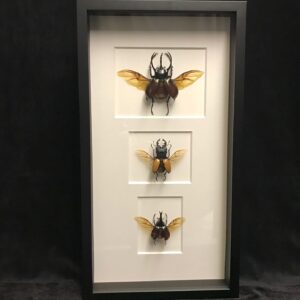 Multiple beetles in frame